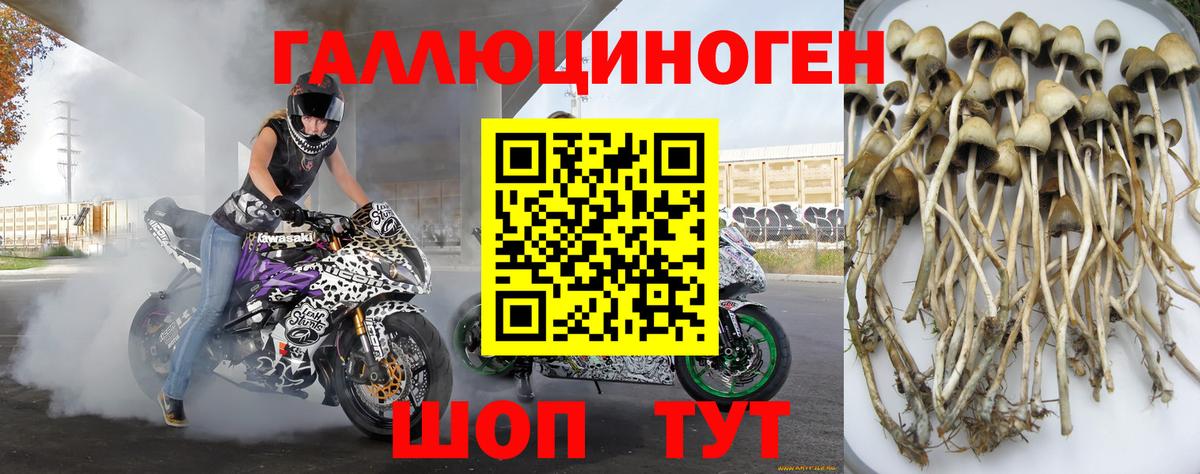 Псилоцибиновые грибы Cubensis Благодарный